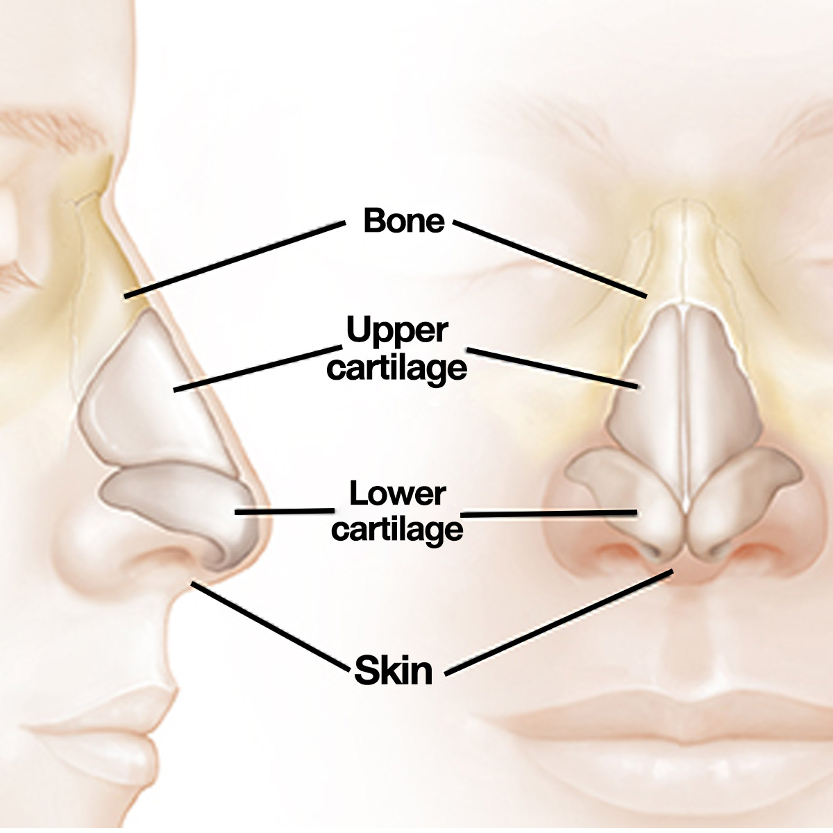 structure of nose